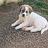puppy, dog, lying_down, outdoor, gravel, grass, wall, young_dog, pet, cute, animal, mammal, fur, relaxed, small_dog, nature, playful, adorable, canine, resting