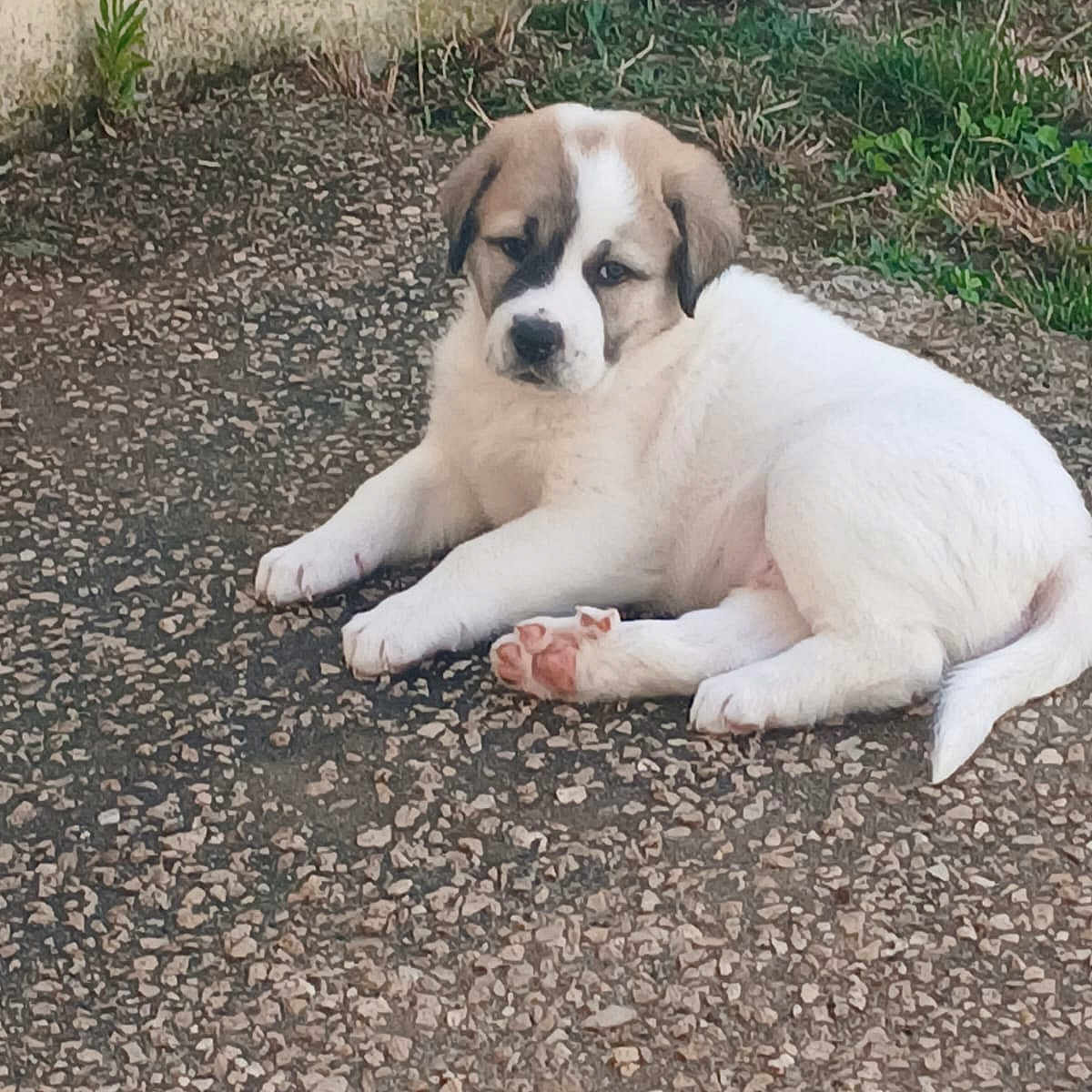 Ballou a rejoint le concours — aidez-le/la à gagner de superbes lots ! adorable, animal, canine, cute, dog, fur, grass, gravel, lying_down, mammal, nature, outdoor, pet, playful, puppy, relaxed, resting, small_dog, wall, young_dog