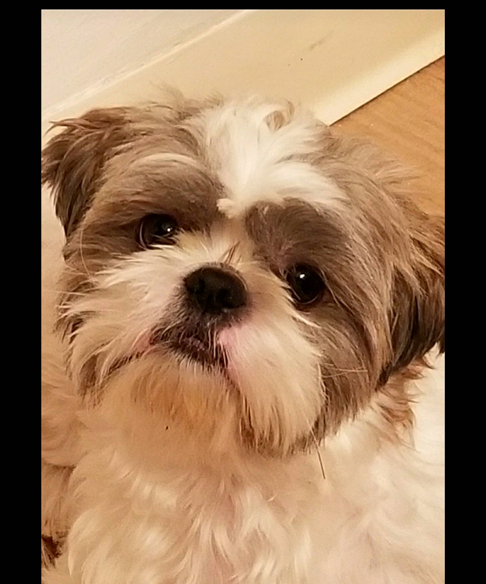 Ruffert Greco is registered to the contest to win money with this photo: canidae, carnivore, comfort, companion_dog, dog, dog_breed, fur, liver, mal_shi, pattern, rectangle, shih_poo, shih_tzu, small_terrier, snout, sporting_group, terrestrial_animal, terrier, toy_dog, working_animal