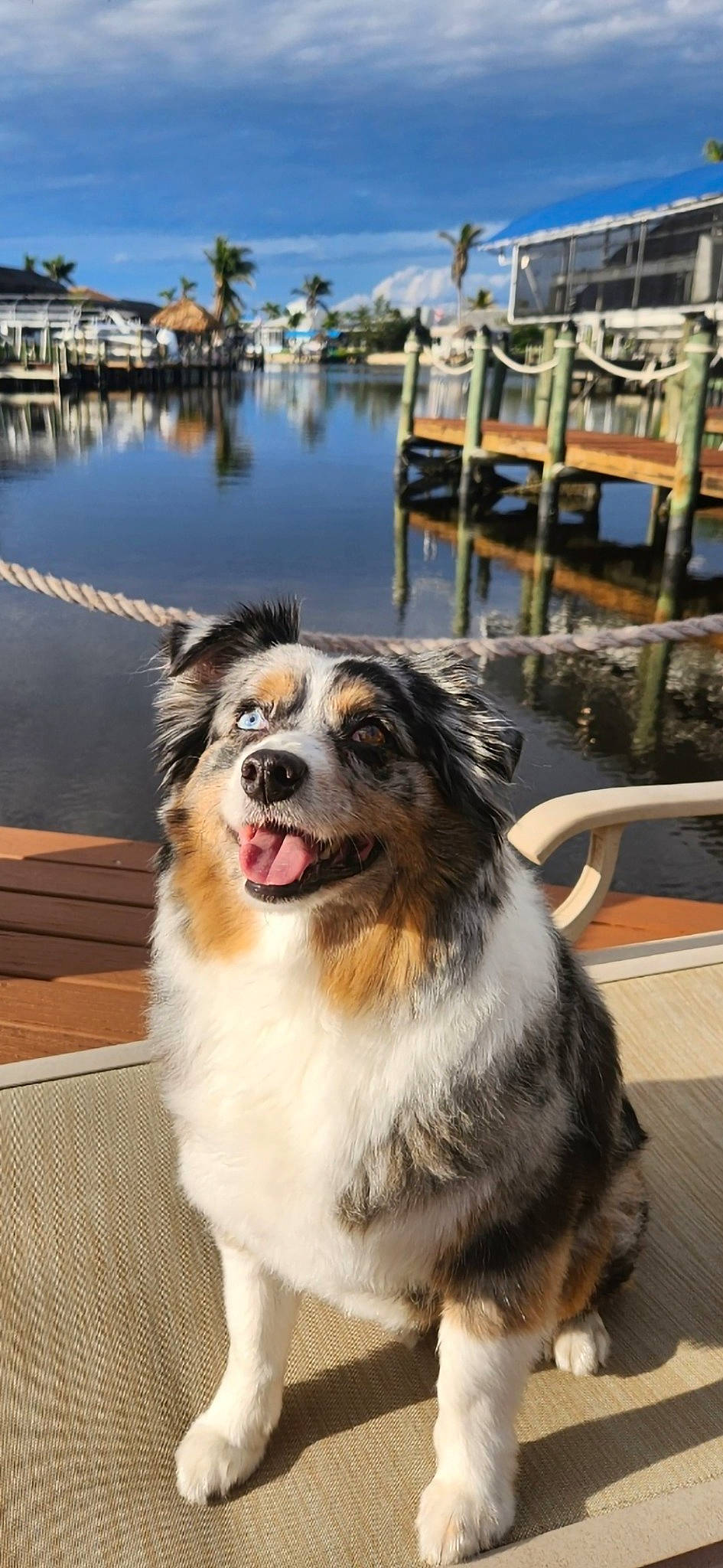 Shadow joined the competition — help win amazing prizes! carnivore, city, collar, companion_dog, dog, dog_breed, fur, herding_dog, lake, outdoor_furniture, plant, sky, snout, sporting_group, tree, water, whiskers, wood, working_dog