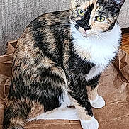 Baga joined the competition — help win amazing prizes! abyssinian, animal, art, cat, computer, computerhardware, electronics, face, hardware, head, indoors, kitten, manx, mobilephone, monitor, pc, person, pet, phone, screen