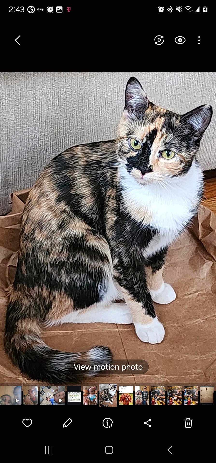 Baga joined the competition — help win amazing prizes! abyssinian, animal, art, cat, computer, computerhardware, electronics, face, hardware, head, indoors, kitten, manx, mobilephone, monitor, pc, person, pet, phone, screen