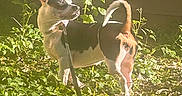 Pixxy joined the competition — help win amazing prizes! animal, bostonbull, bulldog, canine, chihuahua, dog, flower, grass, herbal, herbs, hound, leaf, nature, outdoors, pet, pitbull, plant, puppy, soil, vegetation