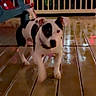 Pixxy is registered to the contest to win money with this photo: animal, architecture, bostonbull, boxer, building, bulldog, canine, deck, dog, festival, frenchbulldog, handrail, hanukkahmenorah, hound, house, housing, pet, porch, puppy, wood