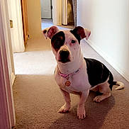 Pixxy is registered to the contest to win money with this photo: adult, animal, boxer, bulldog, canine, dog, door, female, frenchbulldog, hardwood, head, hound, indoors, interiordesign, person, pet, pitbull, puppy, woman, wood