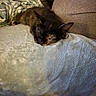Widow joined the competition — help win amazing prizes! cat, tortoiseshell_cat, sleeping, blanket, couch, furniture, indoor, pet, resting, cozy, fur, animal, domestic_animal, relaxation, home, soft_texture, comfort, brown, green, peaceful