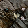 Widow is registered to the contest to win money with this photo: animal, bed, blanket, cat, cozy, cute, domestic, ears, fabric, feline, fur, indoor, kitten, looking, pet, relaxing, resting, tortoiseshell, whiskers, young