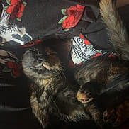 Widow is registered to the contest to win money with this photo: animal, blanket, cat, closeup, comfort, cozy, cute, dark, fur, indoor, pattern, pet, relaxed, resting, roses, skull, sleeping, soft, tail, tortoiseshell