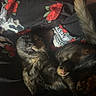 animal, blanket, cat, closeup, comfort, cozy, cute, dark, fur, indoor, pattern, pet, relaxed, resting, roses, skull, sleeping, soft, tail, tortoiseshell