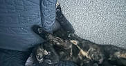 Widow is registered to the contest to win money with this photo: animal, blue, cat, cozy, curious, cute, fabric, feline, home, indoor, lying_down, paw, pet, quilted, relaxing, resting, texture, tortoiseshell, upside_down, whiskers