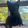 kitten, cat, fluffy_rug, window, backlit, indoor, pet, animal, whiskers, ears, sunlight, shadow, feline, young, cute, cozy, domestic, fur, nature_background, resting