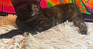 Widow joined the competition — help win amazing prizes! cat, tortoiseshell, fluffy_cushion, sleeping, indoor, colorful_mural, frog_art, snail_art, pet, feline, resting, patterned_fur, vibrant_colors, wall_art, cozy, animal, soft_texture, relaxing, domestic_cat, cute