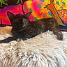 cat, tortoiseshell, fluffy_cushion, sleeping, indoor, colorful_mural, frog_art, snail_art, pet, feline, resting, patterned_fur, vibrant_colors, wall_art, cozy, animal, soft_texture, relaxing, domestic_cat, cute