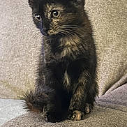 Widow is registered to the contest to win money with this photo: kitten, cat, tortoiseshell, feline, pet, cute, animal, indoor, couch, furniture, sitting, curious, fur, whiskers, young, small, eyes, ears, cozy, texture