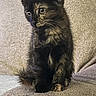 kitten, cat, tortoiseshell, feline, pet, cute, animal, indoor, couch, furniture, sitting, curious, fur, whiskers, young, small, eyes, ears, cozy, texture