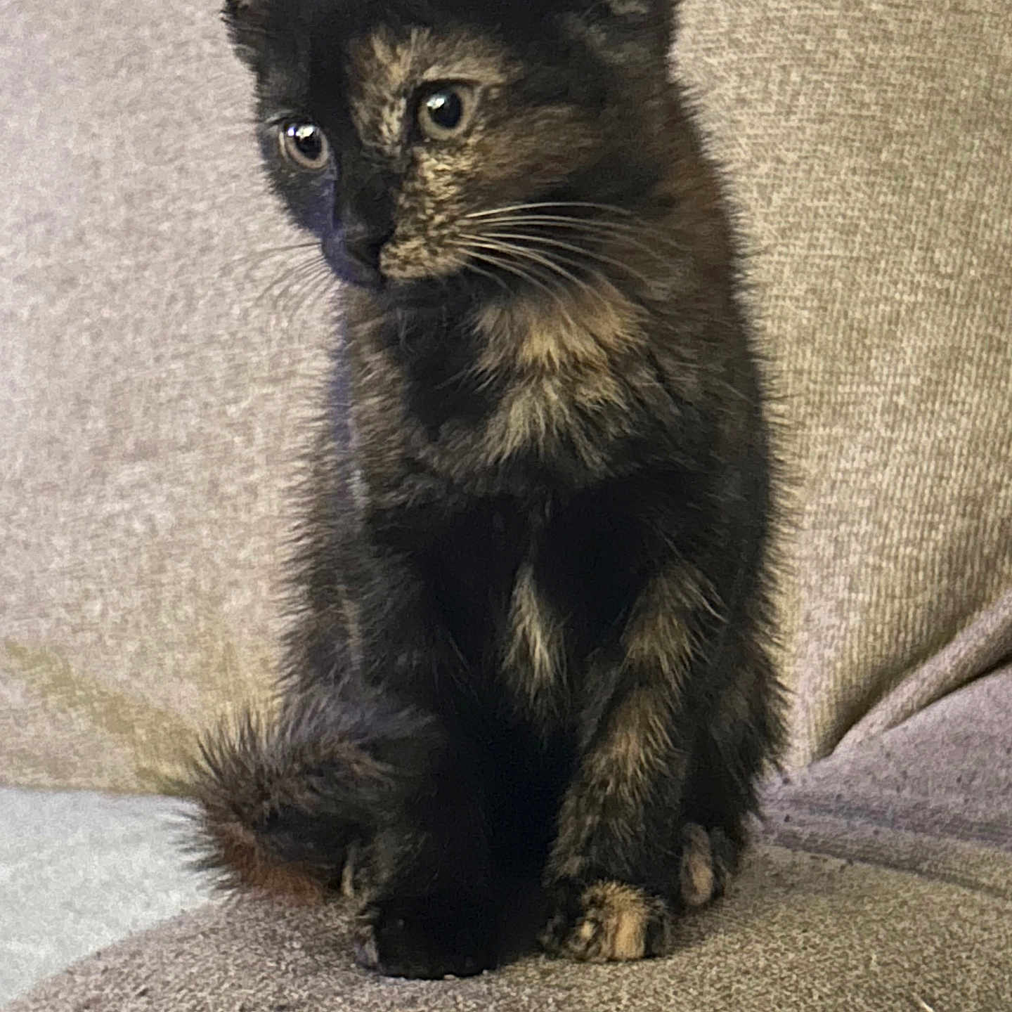 Widow is registered to the contest to win money with this photo: kitten, cat, tortoiseshell, feline, pet, cute, animal, indoor, couch, furniture, sitting, curious, fur, whiskers, young, small, eyes, ears, cozy, texture
