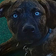Sprocket is registered to the contest to win money with this photo: dog, brindle, blue_eyes, collar, pet, animal, close_up, lying, green_turf, tail, outdoor, canine, fur, ears, nose, young_dog, domestic_animal, portrait, looking, curious