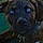 Sprocket