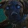 dog, brindle, blue_eyes, collar, pet, animal, close_up, lying, green_turf, tail, outdoor, canine, fur, ears, nose, young_dog, domestic_animal, portrait, looking, curious