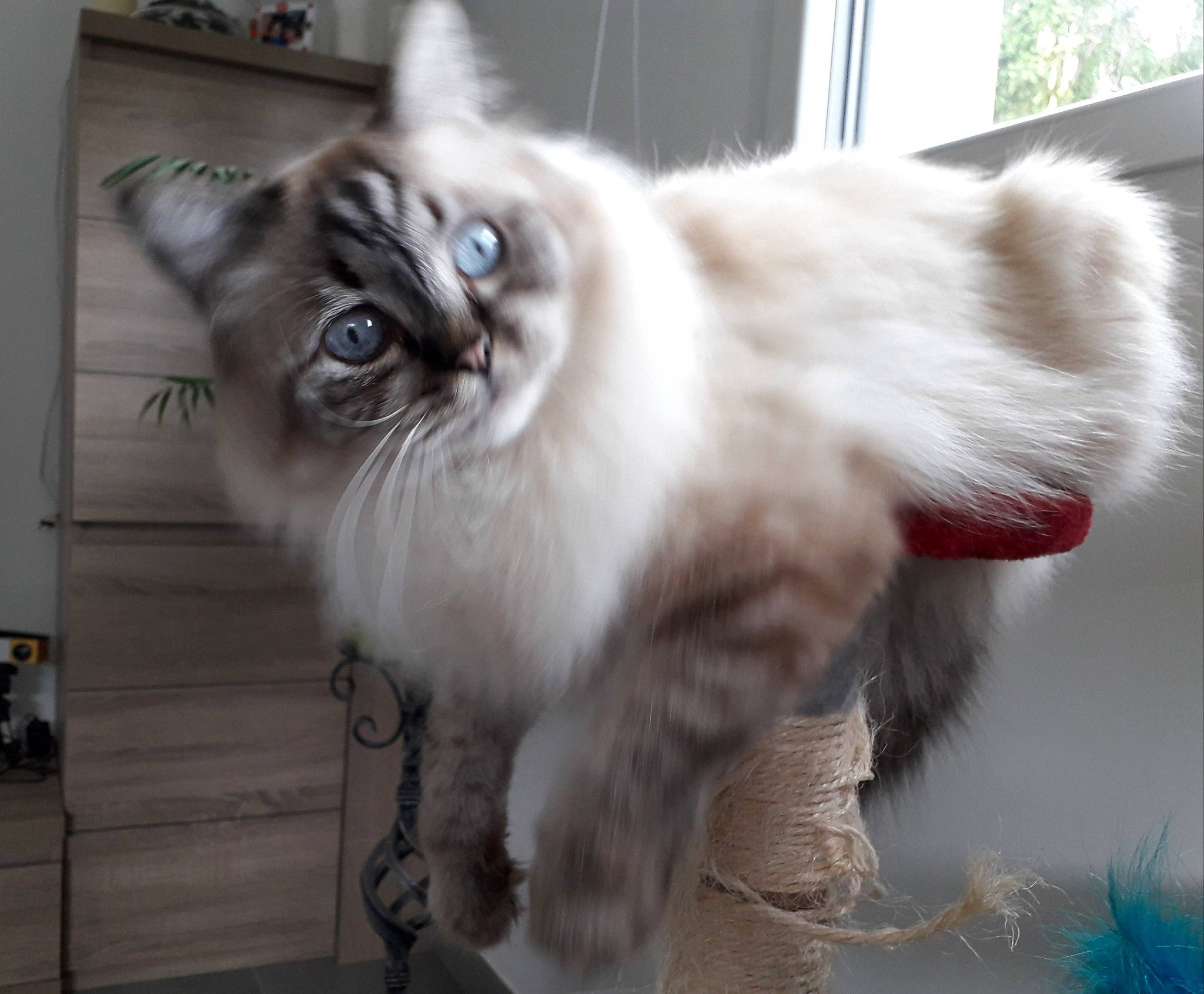 Jahden participe au concours pour gagner de l'argent avec cette photo : british_longhair, carnivore, cat, claw, fawn, felidae, fur, paw, persian, plant, ragdoll, small_to_medium_sized_cats, snout, tail, terrestrial_animal, whiskers, window