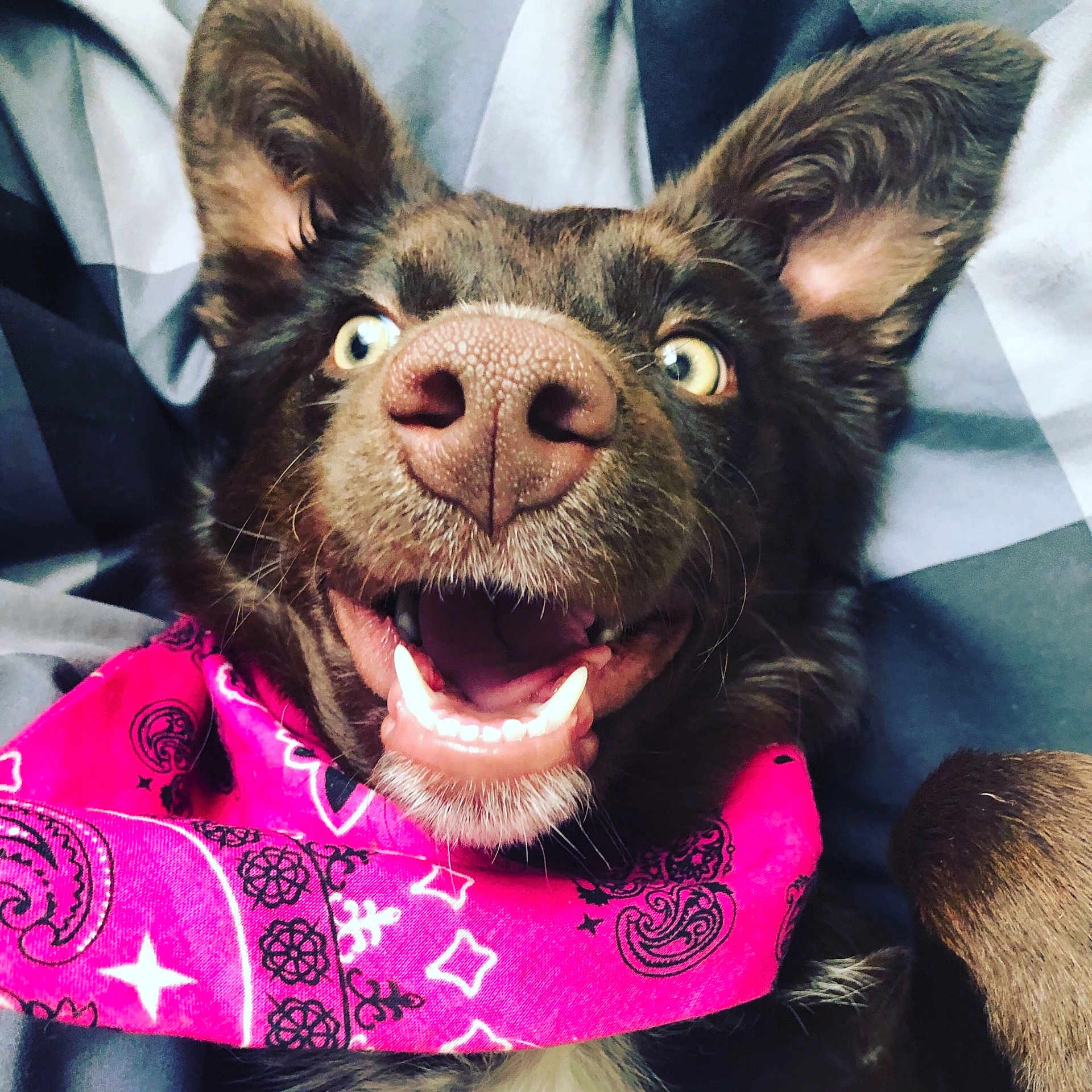 Lilly is registered to the contest to win money with this photo: canidae, carnivore, companion_dog, dog, dog_breed, ear, fur, head, mammal, neck, pink, puppy, snout, sporting_group, whiskers