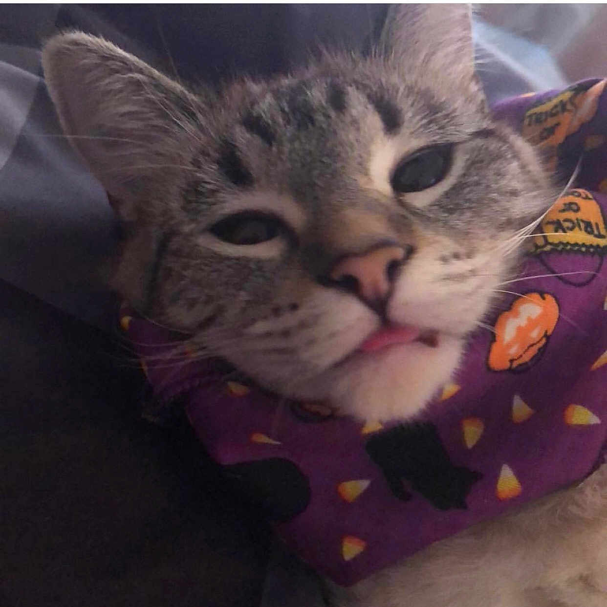 Nala