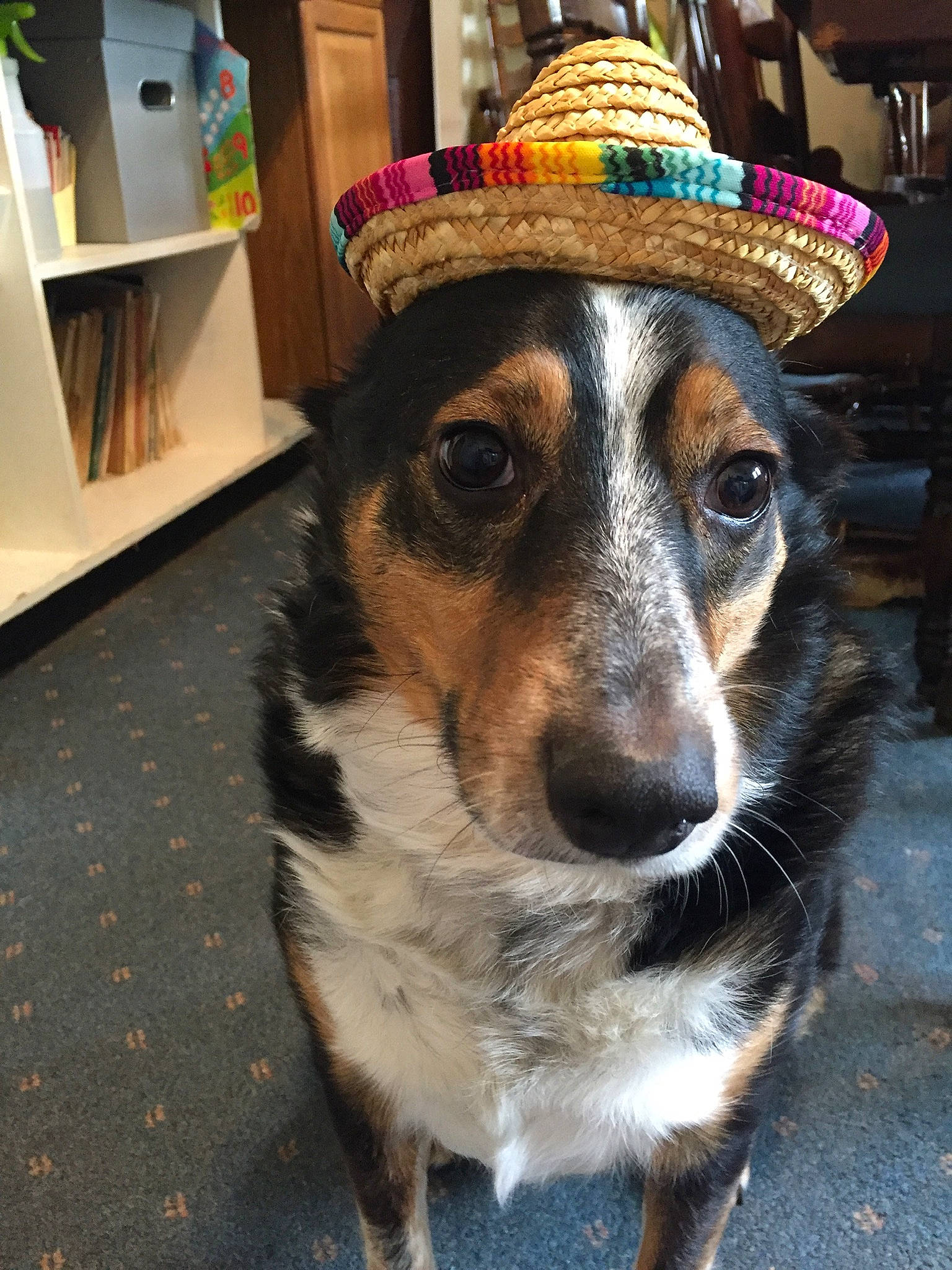 Booker joined the competition — help win amazing prizes! carnivore, companion_dog, costume_hat, dog, dog_breed, dog_clothes, fashion_accessory, fawn, fedora, flooring, fur, hat, headgear, party_hat, picture_frame, snout, sporting_group, sun_hat, whiskers, working_animal