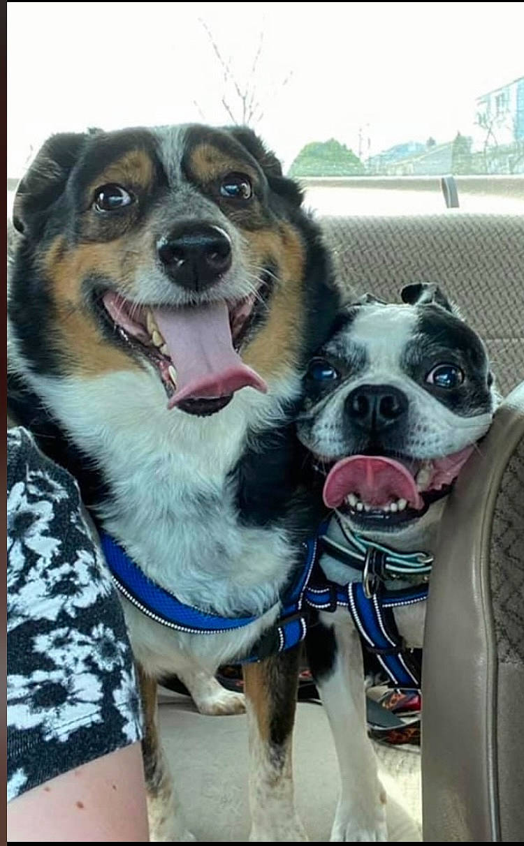 Booker is registered to the contest to win money with this photo: canidae, carnivore, collar, companion_dog, dog, dog_breed, dog_collar, dog_supply, eyewear, fawn, foot, fur, happy, leash, paw, plant, smile, snout, sporting_group, working_animal