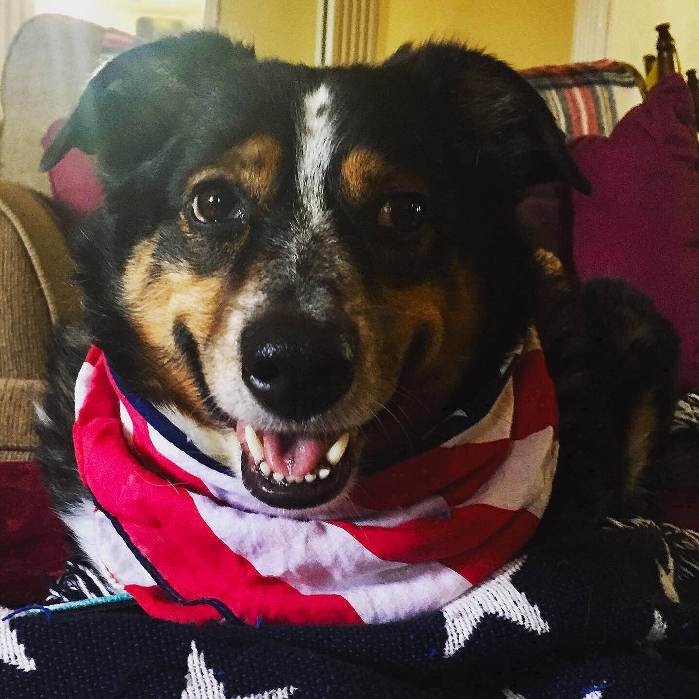 Booker is registered to the contest to win money with this photo: canidae, carnivore, circle, collar, companion_dog, dog, dog_breed, dog_collar, dog_supply, ear, fur, houseplant, leash, pet_supply, puppy, snout, sporting_group, whiskers, working_animal, working_dog