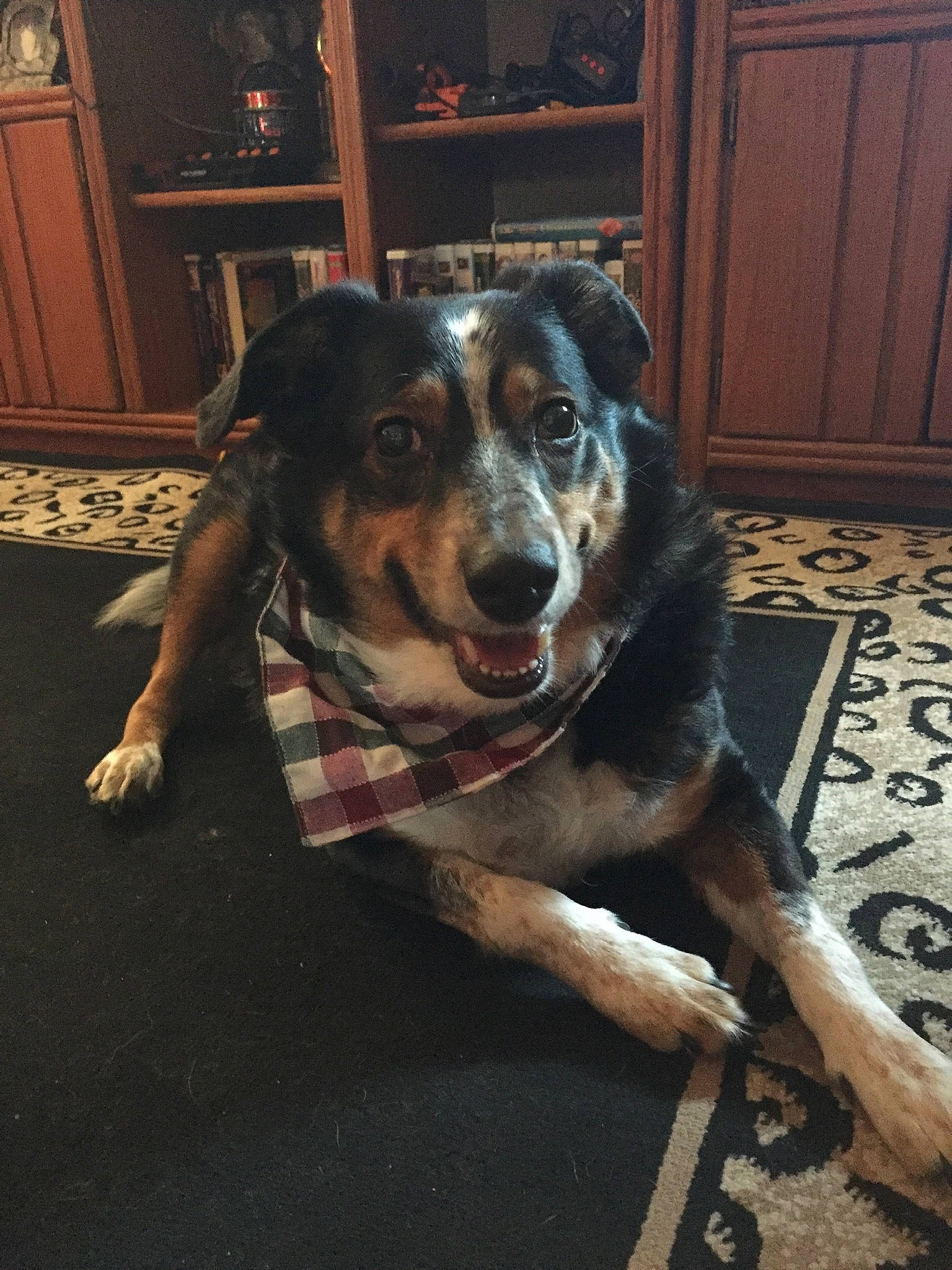 Booker joined the competition — help win amazing prizes! ball, cabinetry, canidae, carnivore, chair, collar, companion_dog, dog, dog_breed, door, drawer, flooring, fur, hardwood, snout, sporting_group, whiskers, wood, working_animal, working_dog