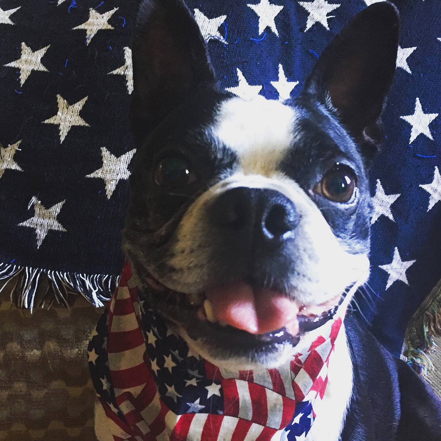 Piglet is registered to the contest to win money with this photo: canidae, carmine, carnivore, collar, companion_dog, dog, dog_breed, dog_collar, ear, electric_blue, event, fawn, flag_of_the_united_states, fur, pattern, snout, sporting_group, square, whiskers, working_animal