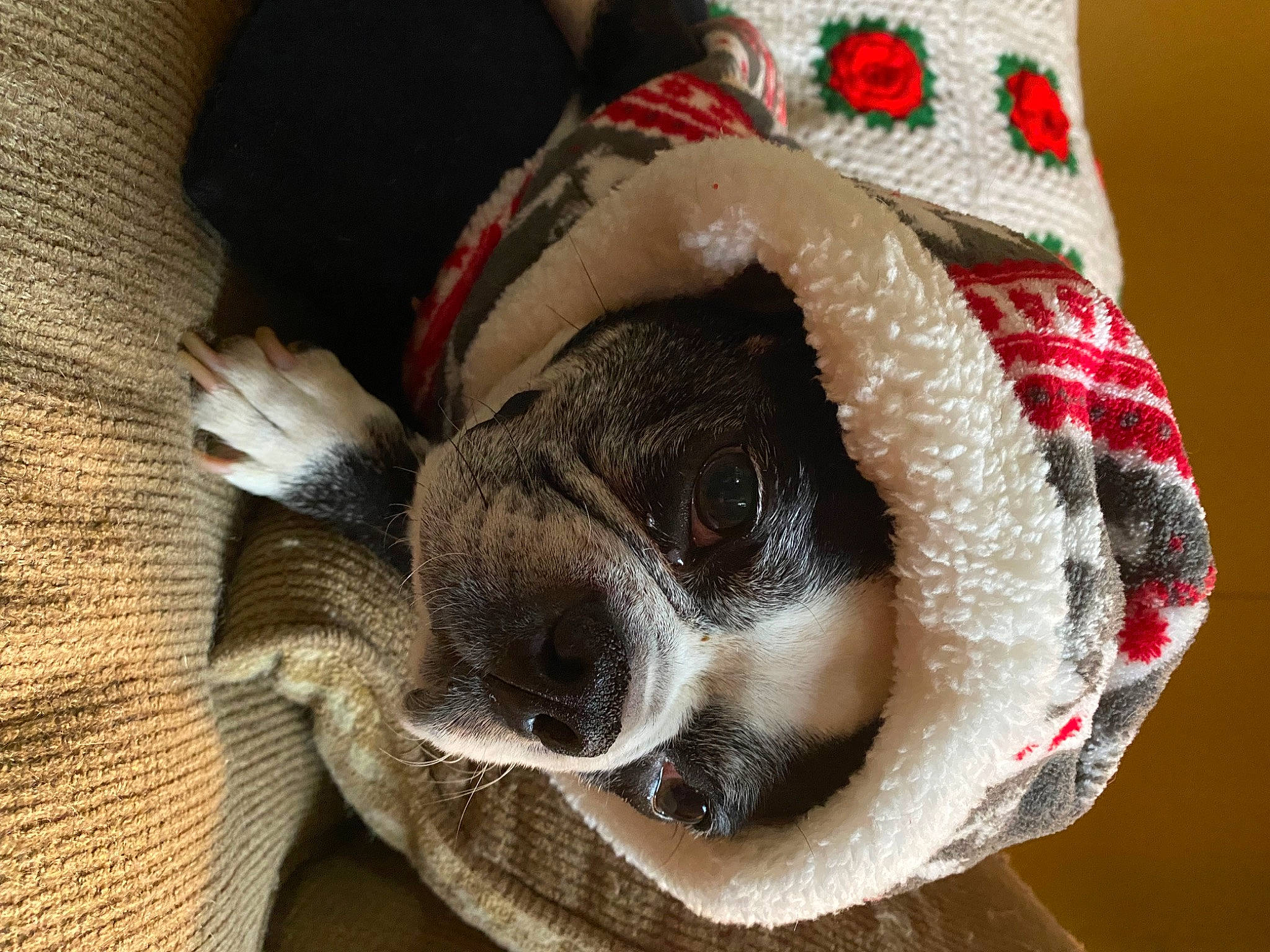 Piglet is registered to the contest to win money with this photo: carnivore, collar, comfort, companion_dog, costume_hat, dog, dog_breed, dog_collar, dog_supply, fashion_accessory, fawn, fur, hat, pet_supply, snout, sporting_group, stuffed_toy, window, wool, working_animal