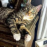 cat, tabby_cat, white_paws, wooden_dresser, framed_photo, coffee_mug, curtain, indoor, pet, feline, relaxed, looking_at_camera, green_eyes, whiskers, household, furniture, domestic_animal, resting, close_up, living_room