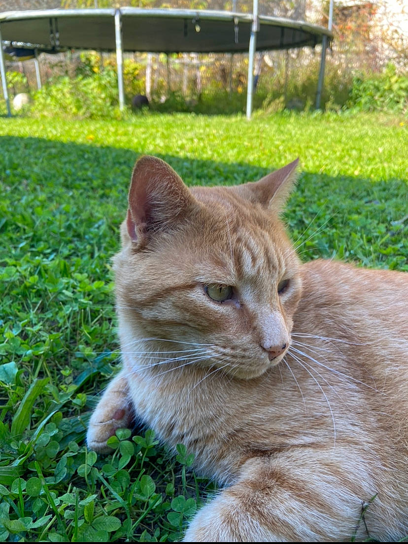 Spine a rejoint le concours — aidez-le/la à gagner de superbes lots ! carnivore, cat, domestic_short_haired_cat, fawn, felidae, fence, fur, grass, groundcover, plant, sitting, small_to_medium_sized_cats, snout, tail, terrestrial_animal, whiskers, wildlife, window