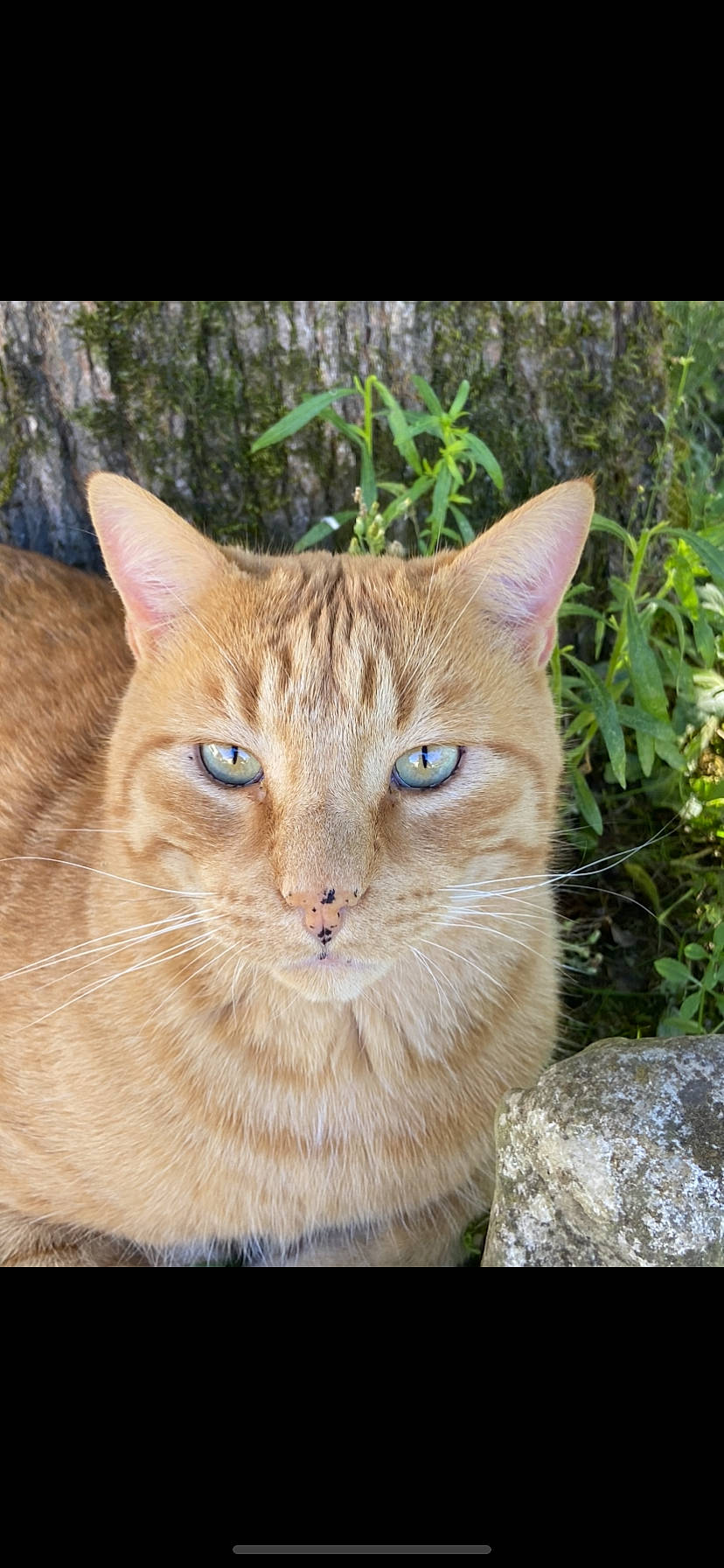 Spine participe au concours pour gagner de l'argent avec cette photo : carnivore, cat, collar, domestic_short_haired_cat, eye, fawn, felidae, fur, grass, groundcover, plant, small_to_medium_sized_cats, snout, tail, terrestrial_animal, tree, whiskers, wildlife, window, wood