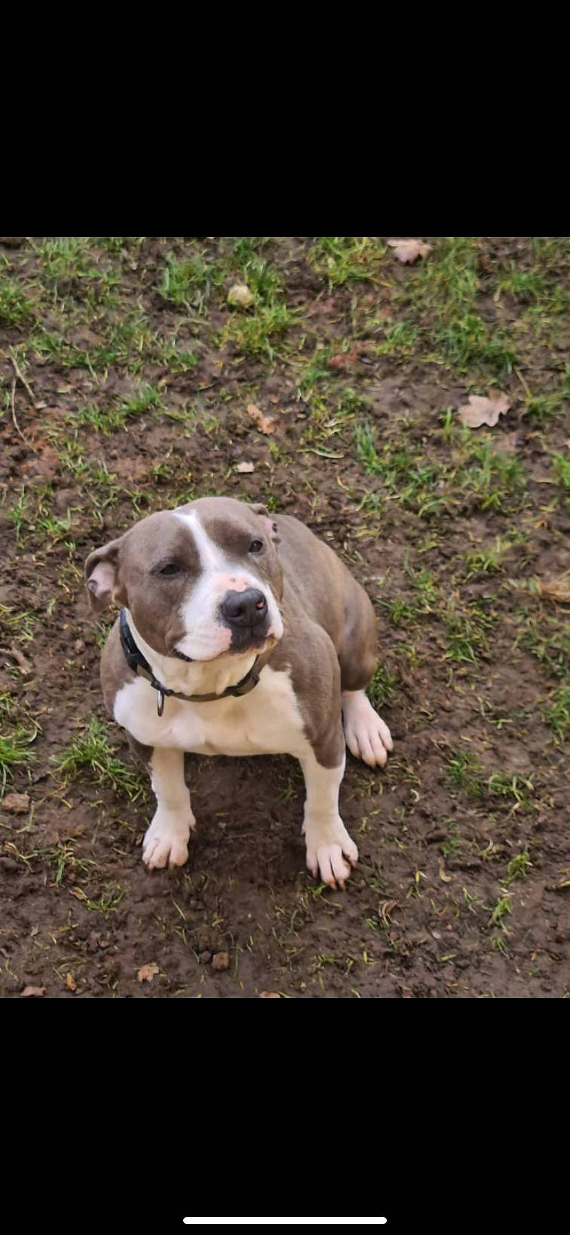 Itky participe au concours pour gagner de l'argent avec cette photo : canidae, carnivore, companion_dog, dog, dog_breed, fawn, grass, hunting_dog, non_sporting_group, paw, snout, soil, sporting_group, tail, terrestrial_animal, whiskers, working_animal, working_dog