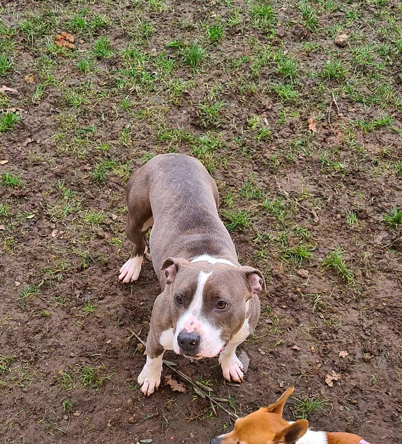 Itky a rejoint le concours — aidez-le/la à gagner de superbes lots ! canidae, carnivore, companion_dog, dog, dog_breed, fawn, grass, groundcover, hunting_dog, mammal, non_sporting_group, paw, snout, soil, sporting_group, tail, terrestrial_animal, working_animal