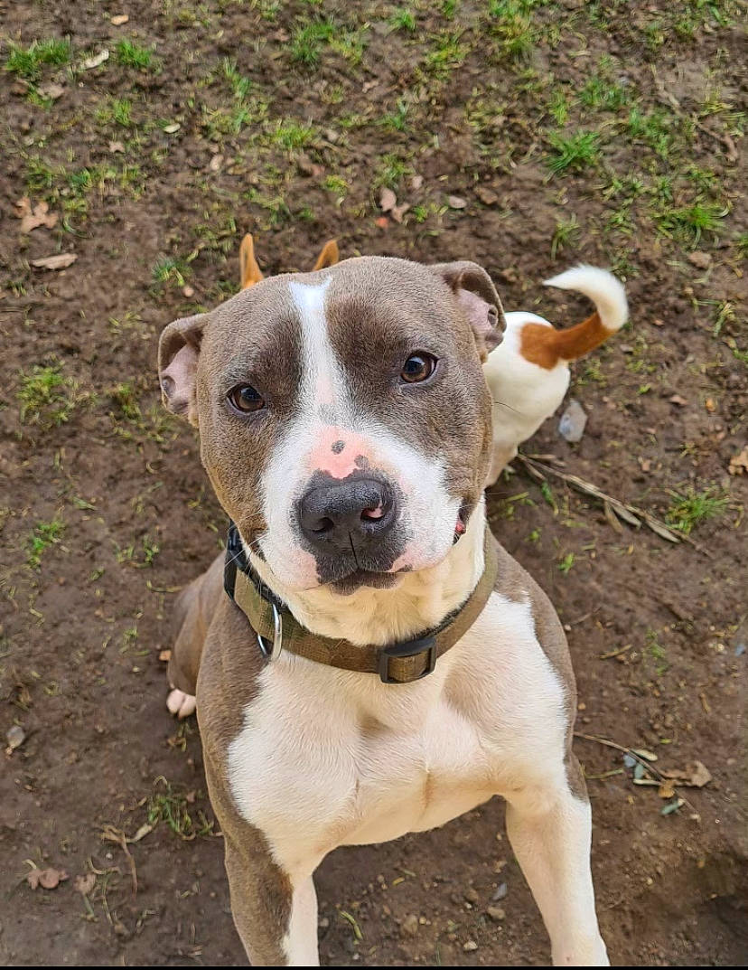 Itky participe au concours pour gagner de l'argent avec cette photo : ancient_dog_breeds, canidae, collar, companion_dog, dog, dog_breed, dog_collar, hunting_dog, leash, non_sporting_group, sporting_group, terrestrial_animal, whiskers, window, working_animal, working_dog