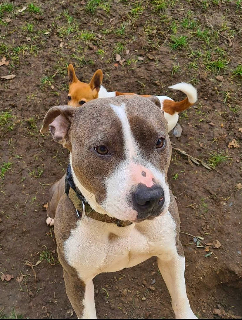 Itky a rejoint le concours — aidez-le/la à gagner de superbes lots ! ancient_dog_breeds, canidae, carnivore, collar, companion_dog, dog, dog_breed, dog_collar, dog_supply, fawn, hunting_dog, non_sporting_group, snout, sporting_group, terrestrial_animal, whiskers, working_animal, working_dog