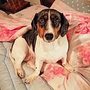 Lara participe au concours pour gagner de l'argent avec cette photo : dog, bed, bedding, floral_pattern, polka_dots, indoor, pet, animal, canine, resting, comfort, cute, looking_at_camera, fur, ears, nose, paws, home, relaxed, blanket