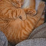cat, orange_tabby, sleeping, curled_up, cozy, paw, fur, pet, domestic_cat, animal, cute, resting, indoor, soft_texture, blanket, relaxed, whiskers, feline, nap, close_up