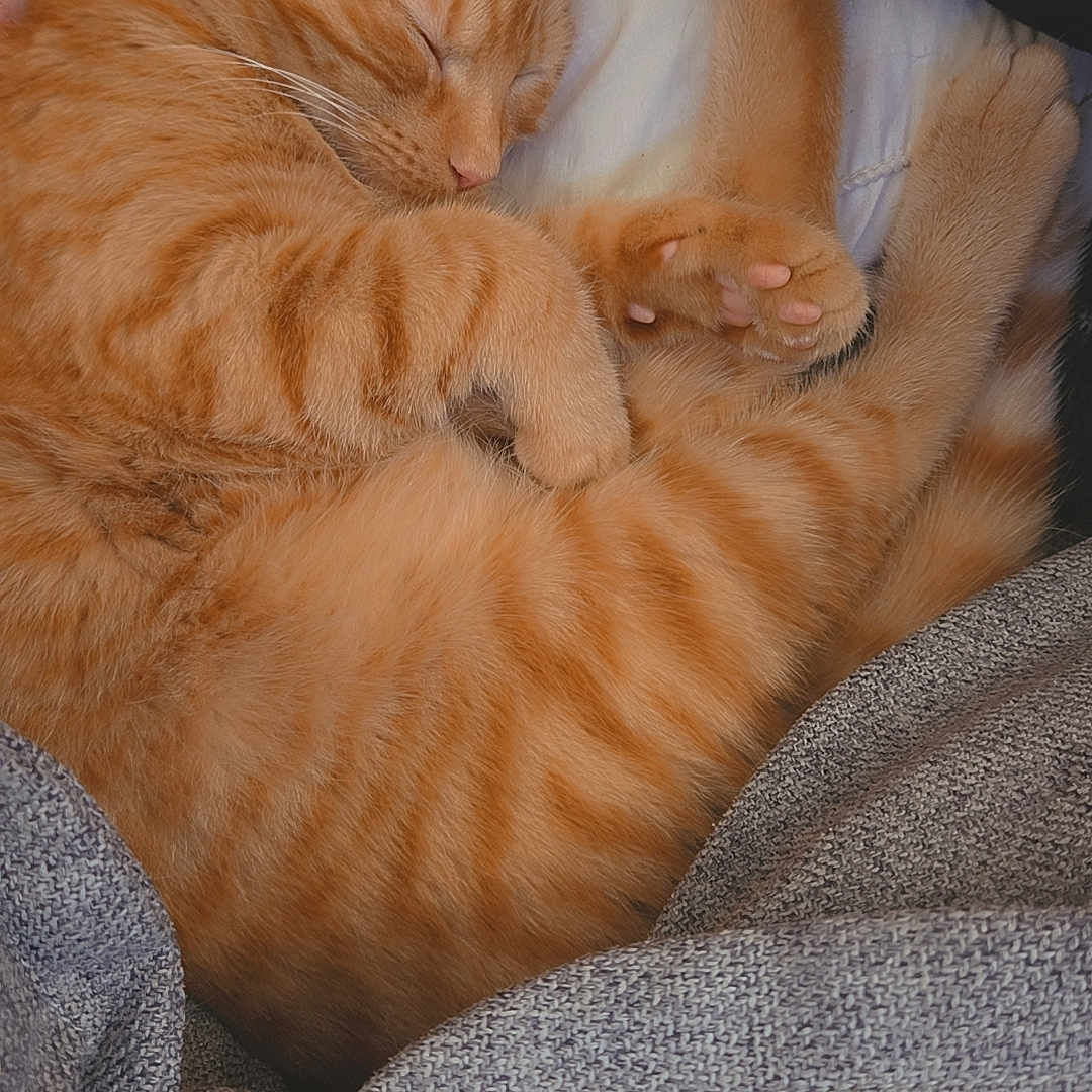 Simba