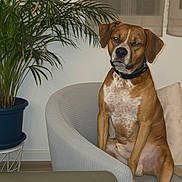 Cookie participe au concours pour gagner de l'argent avec cette photo : dog, brown_dog, white_spots, armchair, indoor, potted_plant, green_plant, furniture, pet, canine, collar, seated, living_room, window, curtains, expression, animal, domestic_animal, relaxed, home