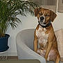 dog, brown_dog, white_spots, armchair, indoor, potted_plant, green_plant, furniture, pet, canine, collar, seated, living_room, window, curtains, expression, animal, domestic_animal, relaxed, home