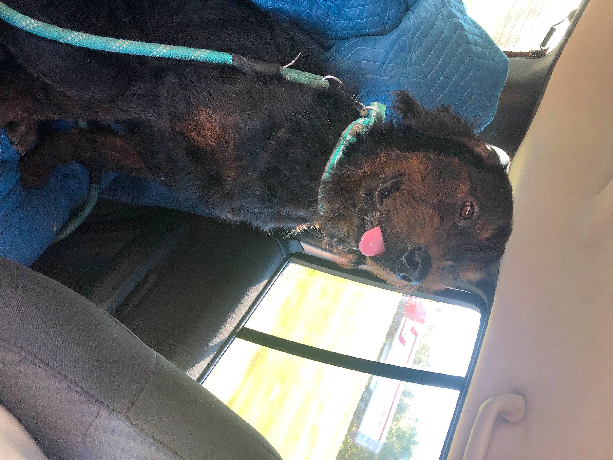 Diesel is registered to the contest to win money with this photo: auto_part, automotive_exterior, car, car_seat, car_seat_cover, carnivore, collar, comfort, companion_dog, dog, dog_breed, fawn, liver, motor_vehicle, snout, vehicle, vehicle_door, window, windshield, working_animal