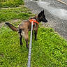 Sky a rejoint le concours — aidez-le/la à gagner de superbes lots ! alert, animal, canine, curb, daylight, dog, grass, greenery, leash, nature, orange_harness, outdoor, park, pavement, pet, road, sidewalk, street, walking, wet_surface
