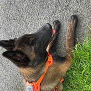 Sky a rejoint le concours — aidez-le/la à gagner de superbes lots ! alert, animal, black_coat, brown_coat, canine, companion, dog, friendly, grass, harness, leash, nature, outdoor, pavement, pet, resting, side_view, summer, tongue_out, walking_gear