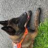 alert, animal, black_coat, brown_coat, canine, companion, dog, friendly, grass, harness, leash, nature, outdoor, pavement, pet, resting, side_view, summer, tongue_out, walking_gear