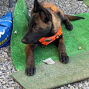 Sky participe au concours pour gagner de l'argent avec cette photo : dog, puppy, orange_collar, green_mat, gravel, outdoor, resting, alert, furniture, brick_wall, metal, pet, animal, canine, laying_down, young, collar, side_view, nature, domestic_animal