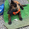 dog, puppy, orange_collar, green_mat, gravel, outdoor, resting, alert, furniture, brick_wall, metal, pet, animal, canine, laying_down, young, collar, side_view, nature, domestic_animal
